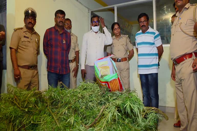 police-seized-70-kg-of-marijuana-in-arakalagudi