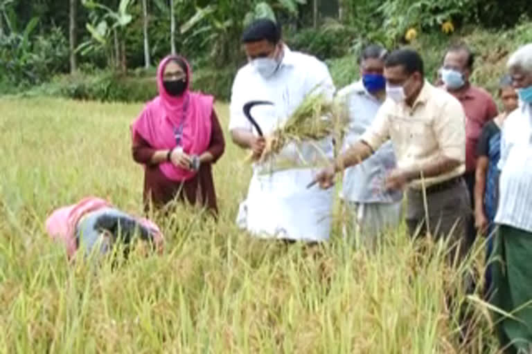 കരനെൽ കൃഷി  സുഭിക്ഷ കേരളം  പദ്ധതി  കോതമംഗലം ബ്ലോക്ക്  എറണാകുളം  bank koithulsavam  koithulsavam  bank  koothukuzhi