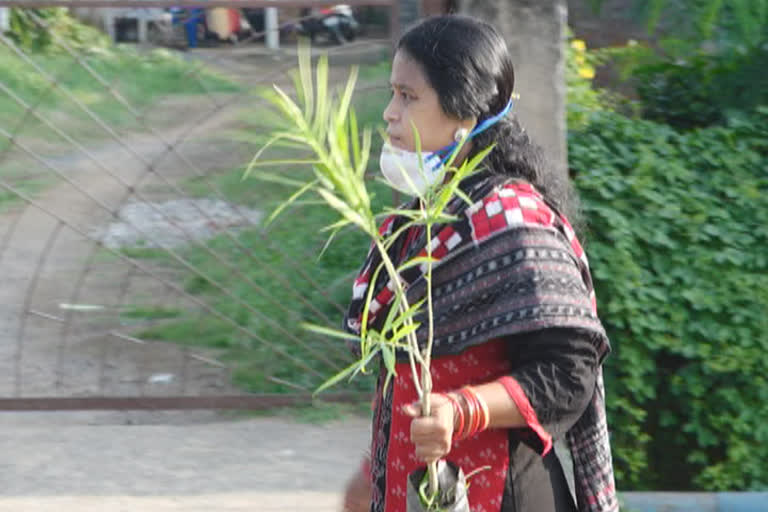 Lady teachers obsession for protection of environment; She has already spent over Rs. 8 lakh of her own money on plantation of trees