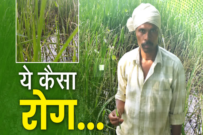 farmers-are-worried-about-paddy-crop-in-shahdol