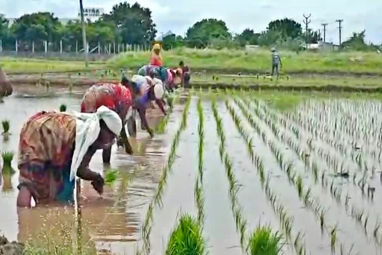 கன மழை காரணமாக விவசாயிகள் நாற்று நடவுவதில் தீவிரம் காட்டும் காட்சி