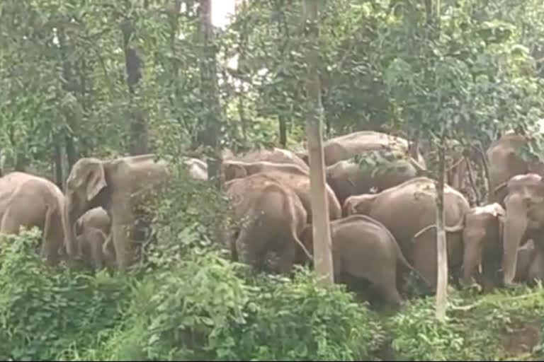 Elephants damage crops