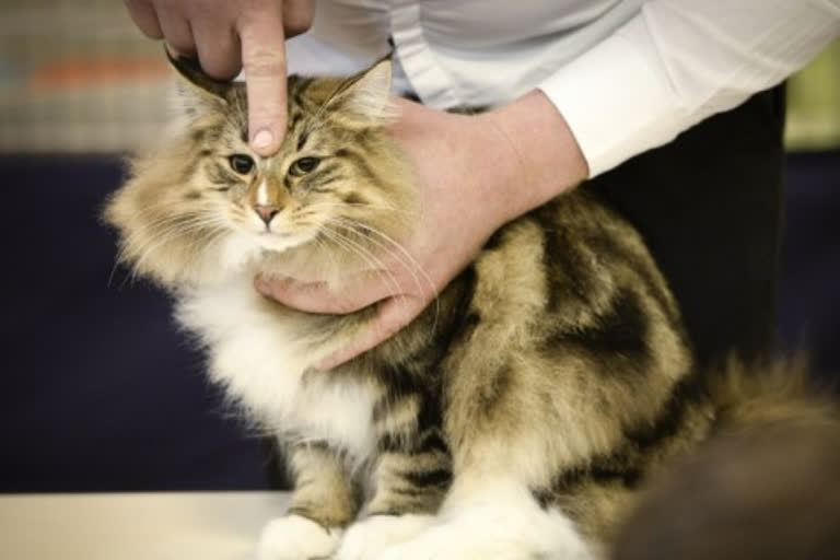 More cats may have COVID-19 than believed: Study