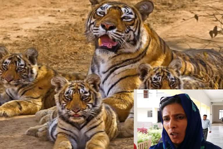 Queen Jiteshwari Judevi demands CBI probe into tiger deaths in Panna Tiger Reserve