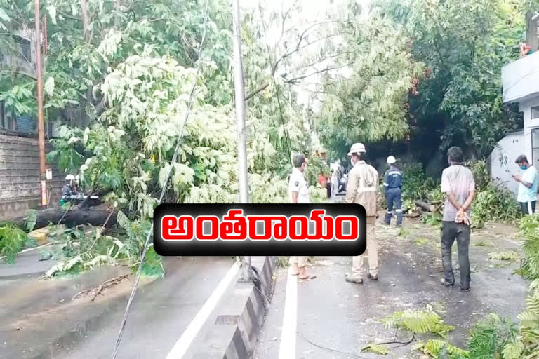 A tree fallen on the musheerabad road traffic stopped