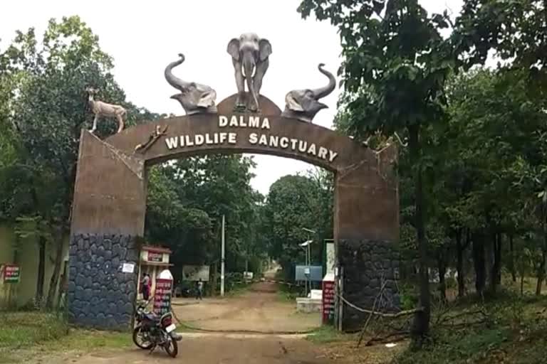 dalma-wildlife-sanctuary-opens-after-6-months-in-seraikela