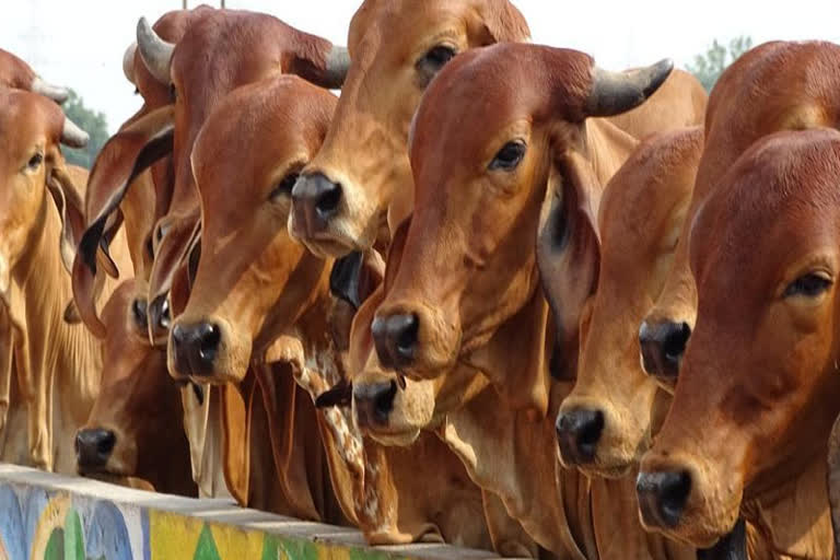 more than half of nsa arrests this year were for cow slaughter in up