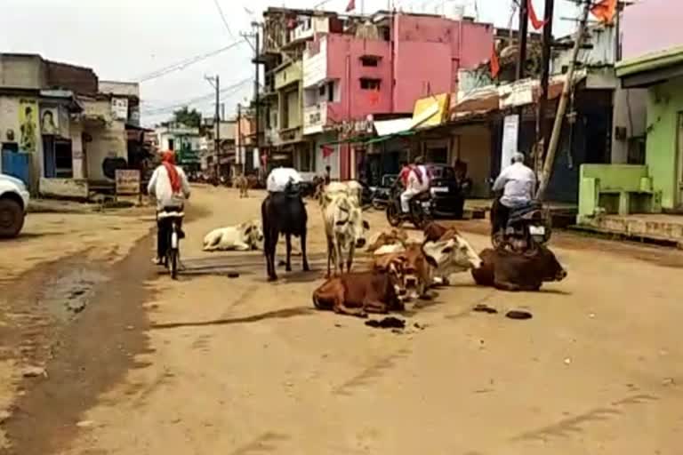 Cattle sitting on the road