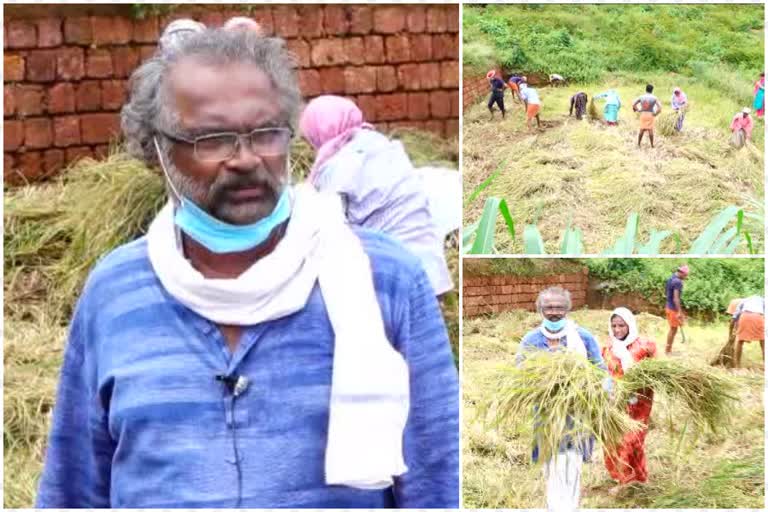 agriculture  റബര്‍ മരങ്ങള്‍ക്ക്‌ പകരം നെല്‍കൃഷി  നൂറുമേനി വിജയം കൊയ്‌ത് വിജയന്‍  സുഭിക്ഷ കേരളം പദ്ധതി  കാസര്‍കോട്‌  paddy field  rubber trees  kasargod