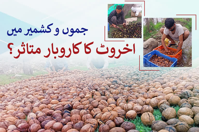 Walnut business affected in Jammu and Kashmir