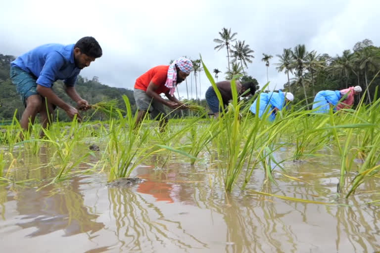 ഇടുക്കി  idukki  നെല്‍കൃഷി  paddy cultivation  മുട്ടുകാട്  engineer  ആദർശ്  കൃഷി  എഞ്ചിനീയര്‍