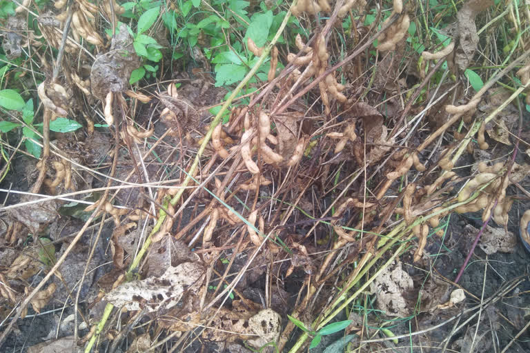 Soybean crop is ravaged by rain