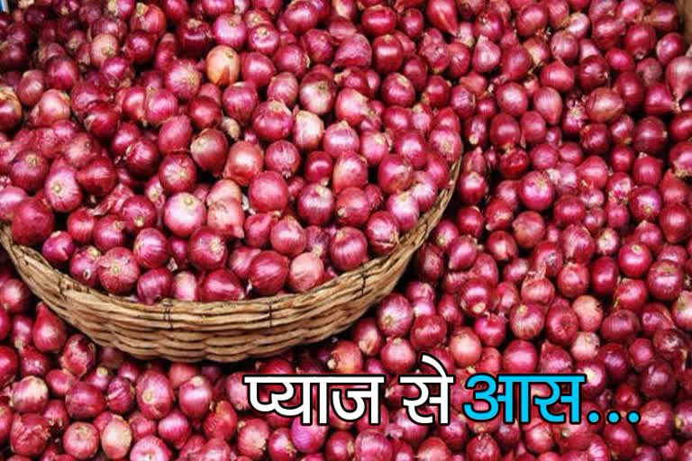 राजस्थान में प्याज की खेती,  Onion cultivation in Rajasthan,  Onion cultivation in alwar