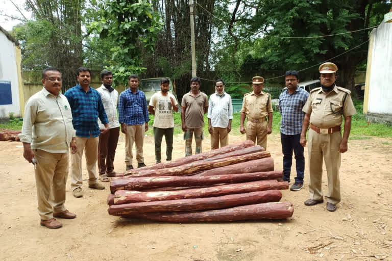 Red Sandal smuggling in Sheshachalam Forest area