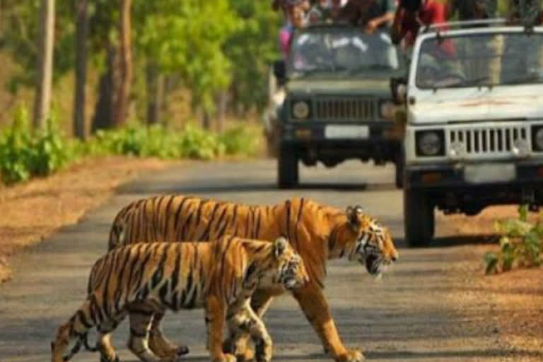 wii-team-will-arrive-at-dhikala-zone-of-corbett-national-park-tomorrow