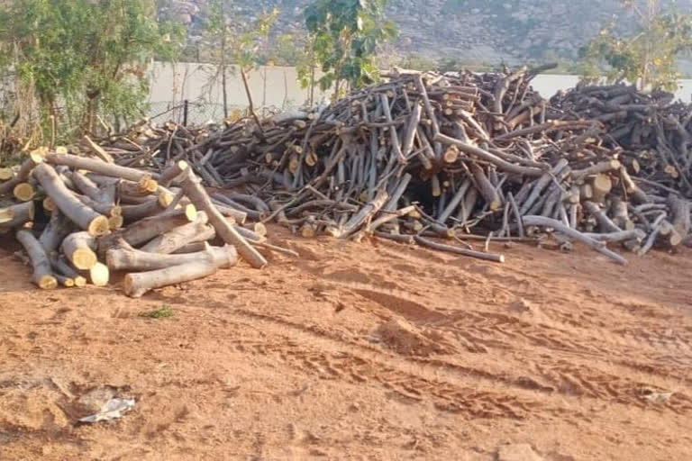 Gangavathi: Massive tree Using for private milk dairy