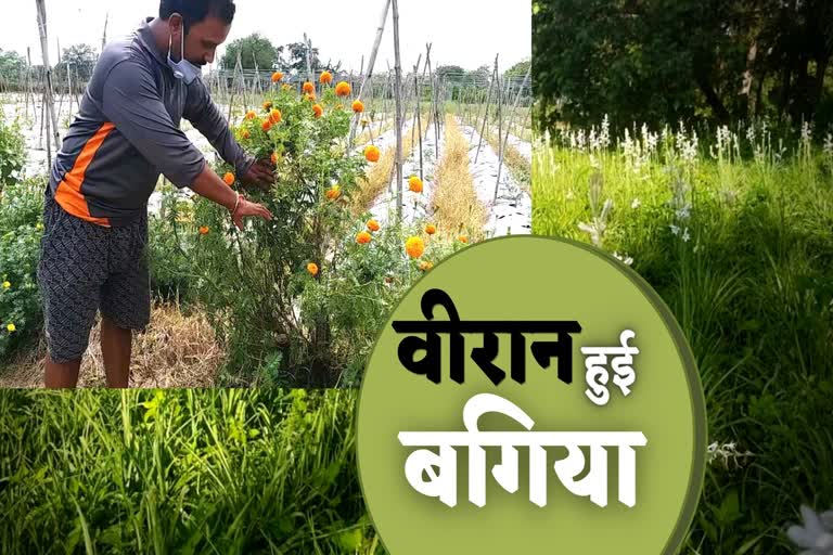 raigarh flower farming news