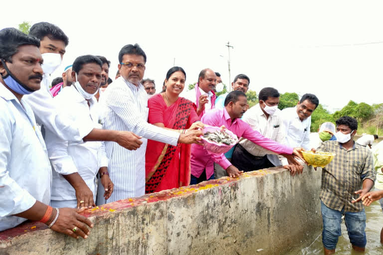 fish seed released at manthani godavari River bank in peddapalli district