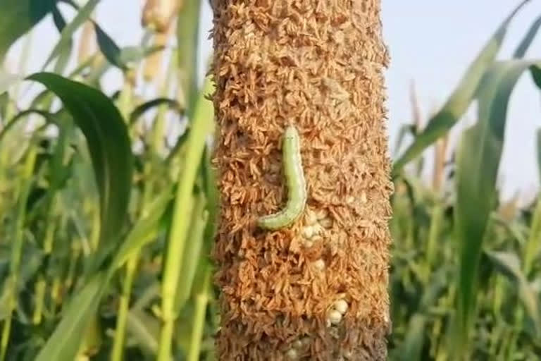 dholpur news in hindi, Caterpillar ruining millet crop, Caterpillar ruining bajara crop, farmers are demanding compensation, Caterpillar attack on bajara crop, फसल पर तिल्ली का अटैक, बाजरा की फसल, फसल पर कैटरपिलर का अटैक