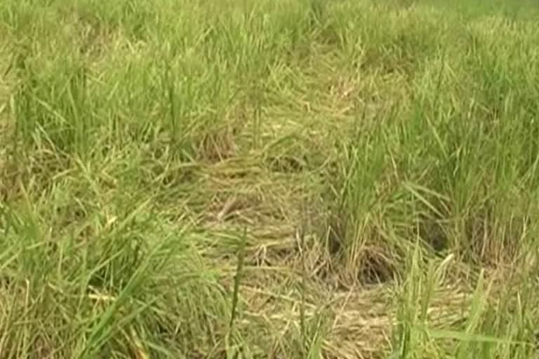 Elephants destroy crop of 41 farmers in Pratappur Forest Range