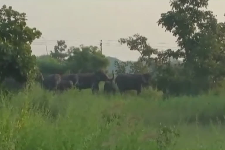 crops-damaged-by-elephants