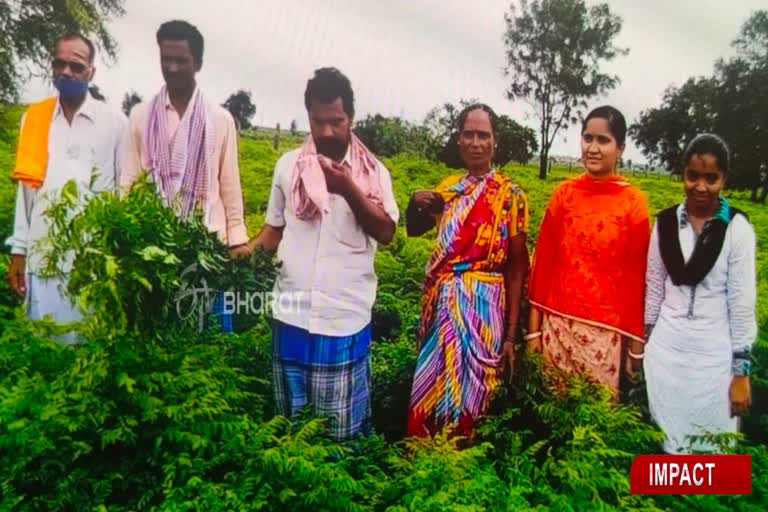 Demand for curry leaf