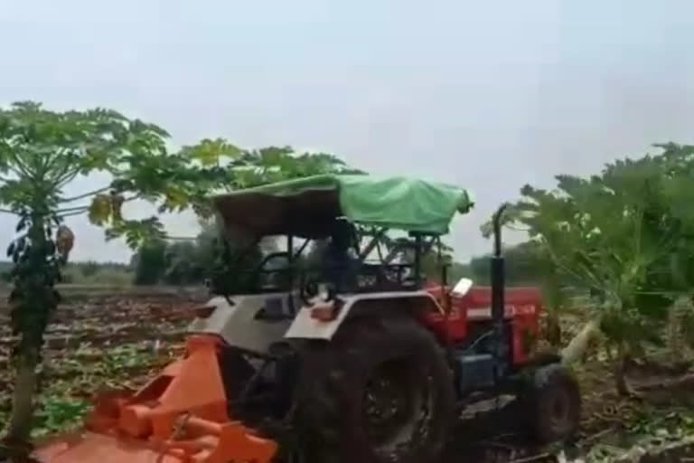 yellowing virus effect on papaya crop, Economic loss to farmers