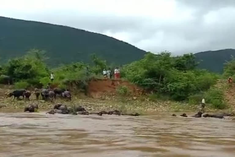 Cattle herders reaching the shore at gidhaluru