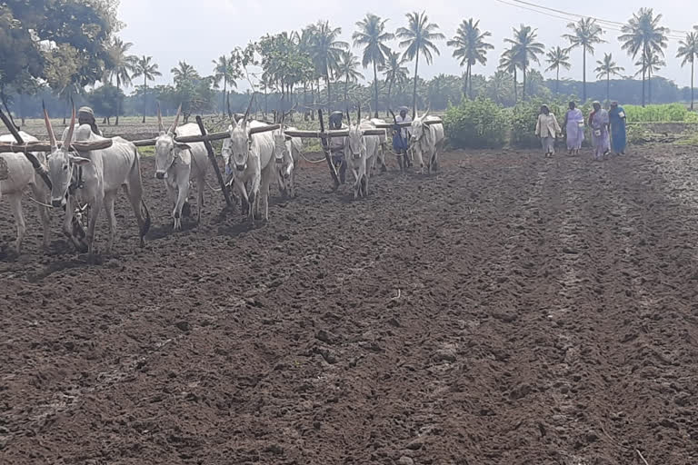 ಚಾಮರಾಜನಗರಯಲ್ಲಿ ಉತ್ತಮ ಮಳೆ