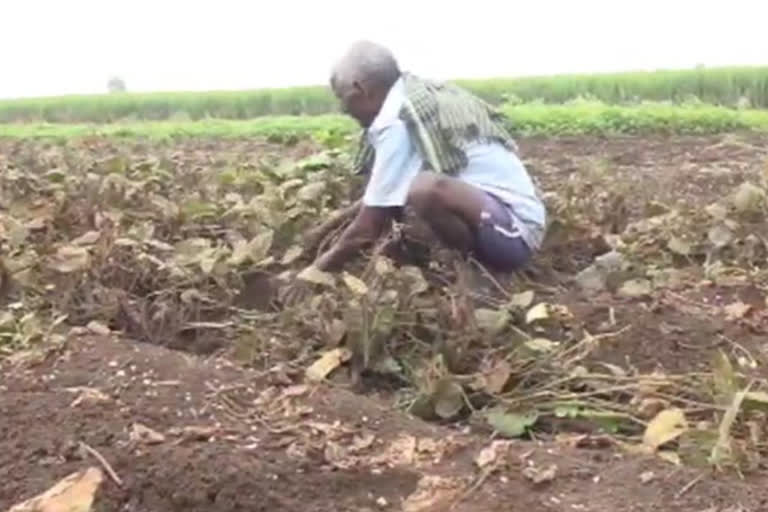 farmer