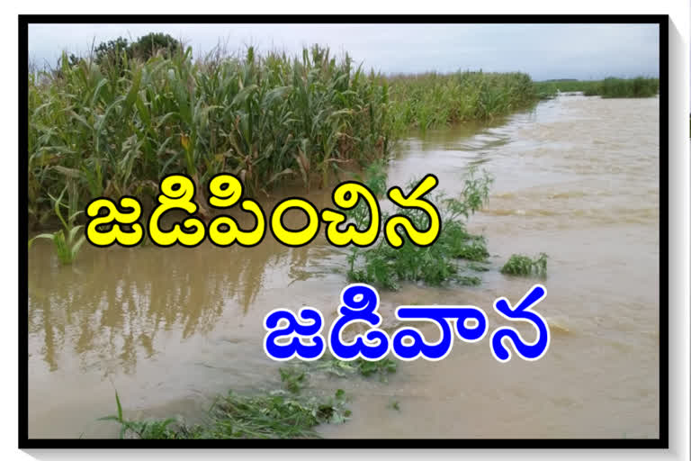 heavy rains in kurnool district