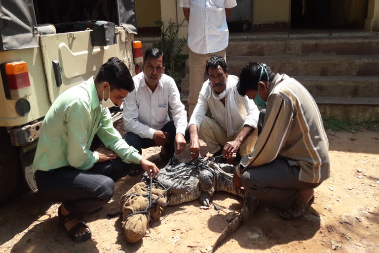 Seven feet tall crocodile entered into the settlement