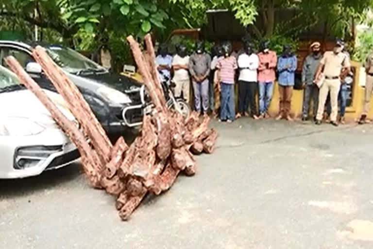 28 red sandalwood logs seized in Kadapa - 13 smugglers arrested