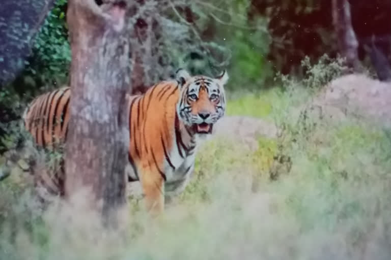 Displacement of Sariska villages, Tiger in Sariska