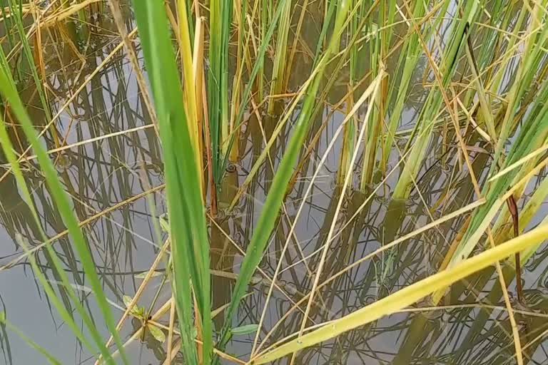 farmers in morigaon face pest attack in their paddy fields