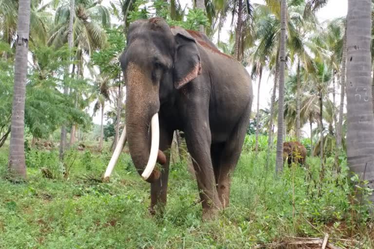 coimbatore news  mettupalayam news  kumki elephants