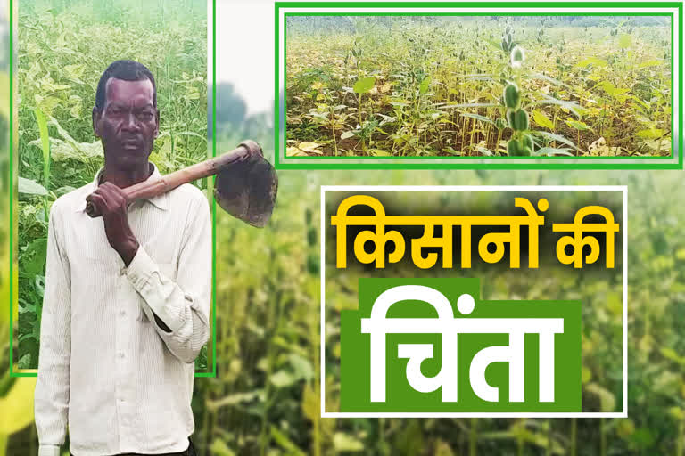 farmers-worry-about-oilseeds-pulses-crops-in-shahdol