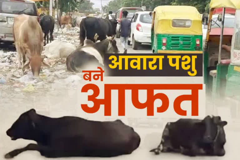 stray animal problem in smart city faridabad