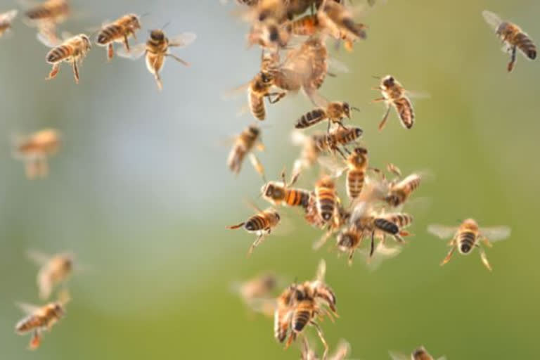 honey Bee attack on motorists