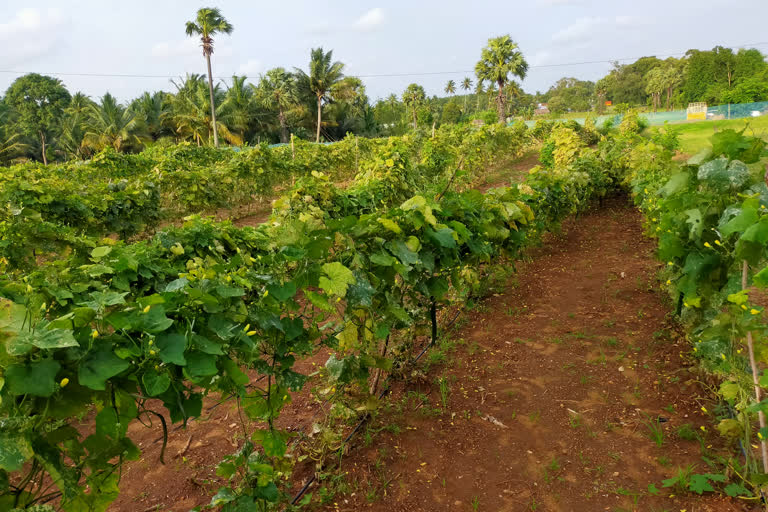 Pandal cultivation damaged by rains - Farmers suffer!