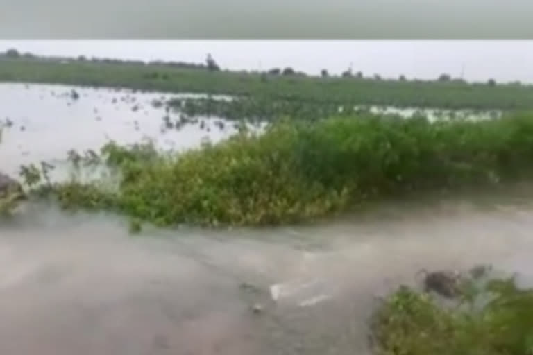 Submerged crop fields in water in nizamabad district