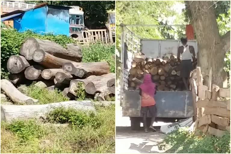 Wood smuggling along the Jharkhand-Bihar border