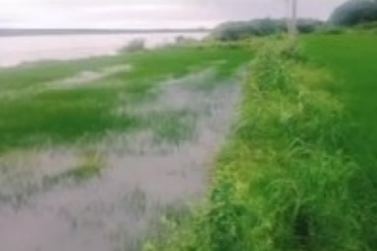 Crops submerged in floodwaters. suryapet district