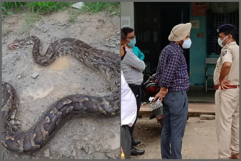 person shoot snake in nadaun