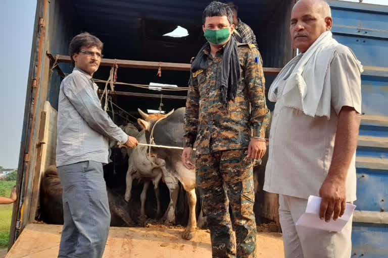 Collars police seized a container full of oxen