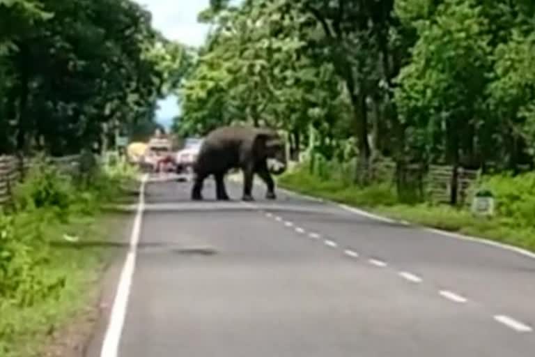 Elephant group again came to the forests of Dhamtari