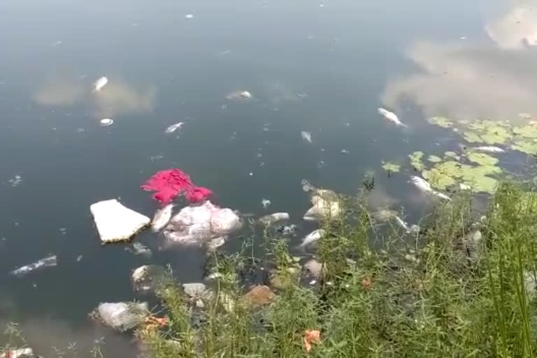 hundreds of fish dying in the dirt accumulated in the jena pond of ambikapur