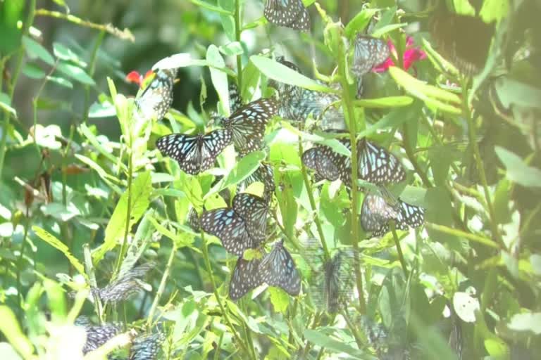 Courtyard turns into a butterfly park in Kerala