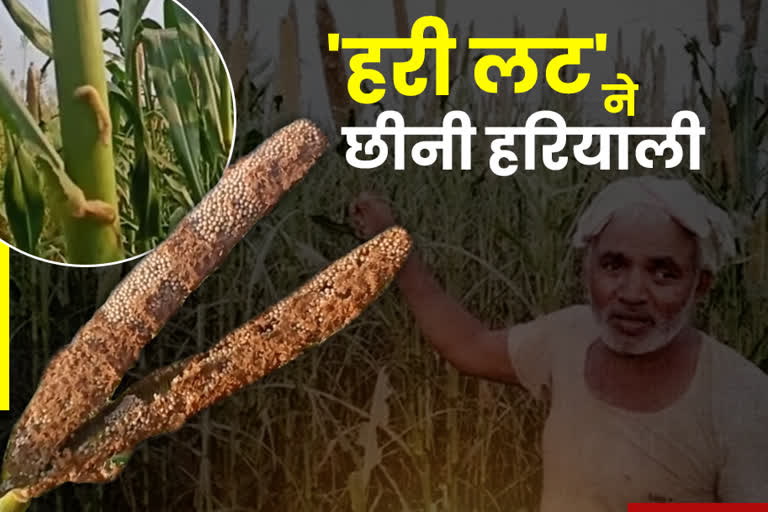 Farmers upset due to insects in crop