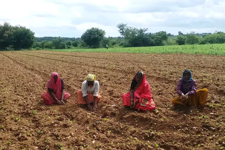 crops near the mining area are ruined dust Mysore